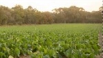 APVMA places immediate ban on herbicide due to human health risk