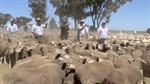 Lamb prices hold up at saleyards as volumes rise for spring