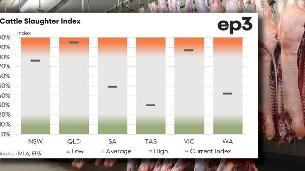 Northern cattle supply continues strong trend