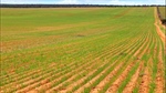 Sizeable farm near the Vic border has a $518/acre price tag