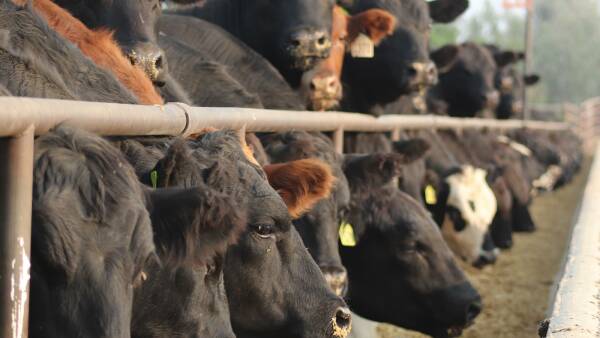 US cattle prices skyward bound and set to take Australian market with them