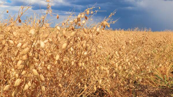 How Delhi's bold tariff-free chickpea deal has left an upbeat trade outlook