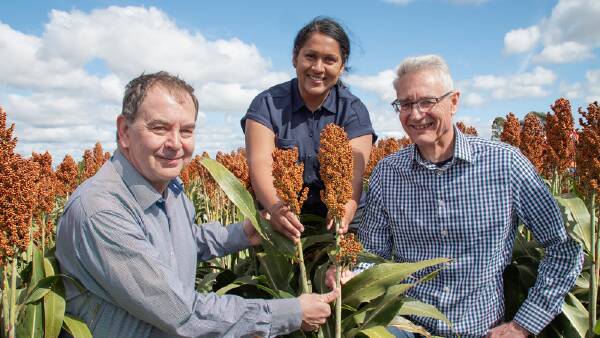 Solid sorghum stems secret to success in battling lodging issues