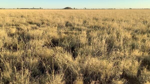 Western sheep, cattle country makes $235/acre at strong auction | Video