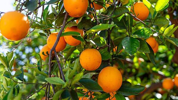 Juicy investment opportunity with Riverland citrus orchard sale