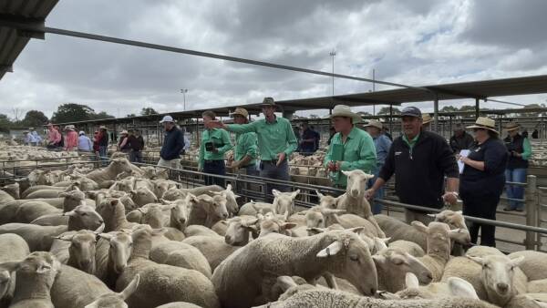 Springing towards Christmas; store lamb supply up across southern states