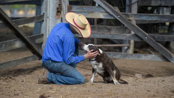 How to make money from beef in 2025; where the cattle price wins will be