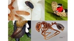 New shipping container strategy targets hitchhiker pests across Pacific