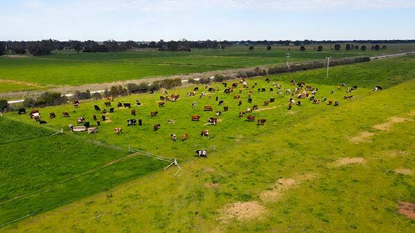 Water-rich dairy farm sells for above $7500/acre in northern Victoria