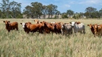 Offers sought on well-watered cattle, grain property Kurrajong | Video