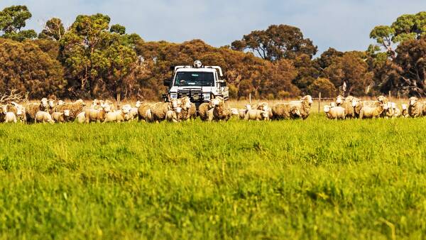 Lucindale's premier grazing property Fairview has changed hands