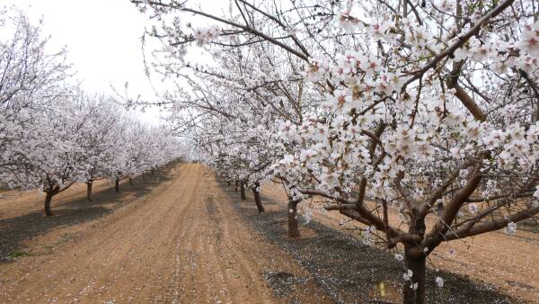 Select Harvests profits blossoming again as almond market prospects look up