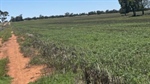 Central 'bare block' cultivation, cattle country with plenty of opportunity