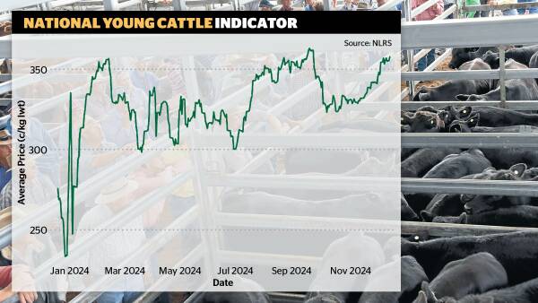 Divided opinion on forecasts and herd size: the 2024 cattle market story