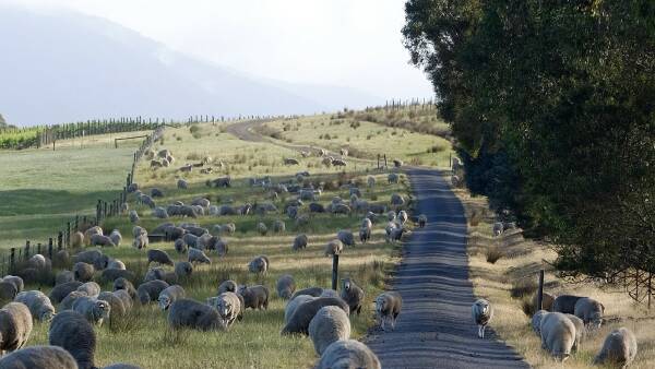 Wine and lamb a perfect combination for Yarra Valley farming family