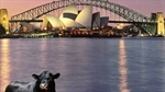 Global eyes set to land on Australia's Angus beef industry