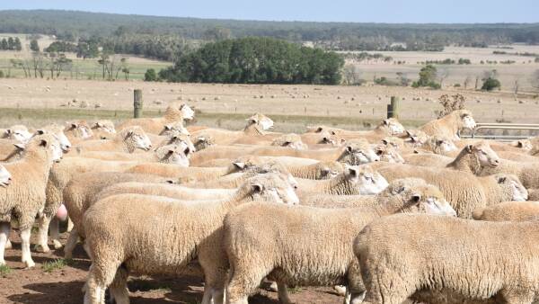 How sheep and wool producers can cut their cost of production this year