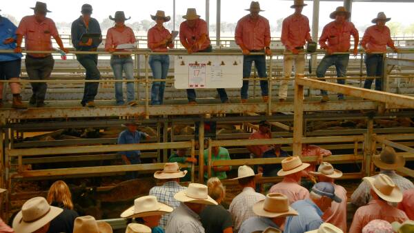 The window of good cattle buying that won't come around again for years