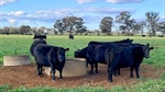 Top Goulburn Valley beef grazing property sells for close to asking price