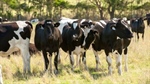 Premium export market beckons for high-quality Australian dairy beef