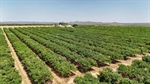 Avocado orchards with 43,237 trees offer buyers chance to beat the rest