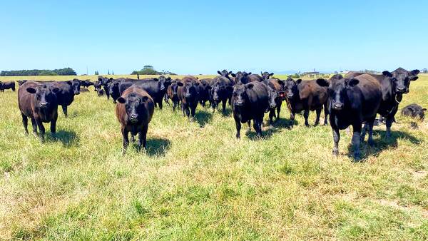 No house, no problem | Farmland selling for millions in South Gippsland