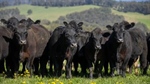 High rainfall, high-performance cattle country for up to 4500 backgrounders