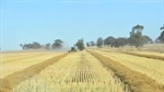 Bonus for WA growers as analysts add 1.6m tonnes to wheat crop estimates