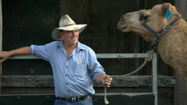 Cows crying over spilt milk as camel dairy wins a gold medal at Sydney Royal