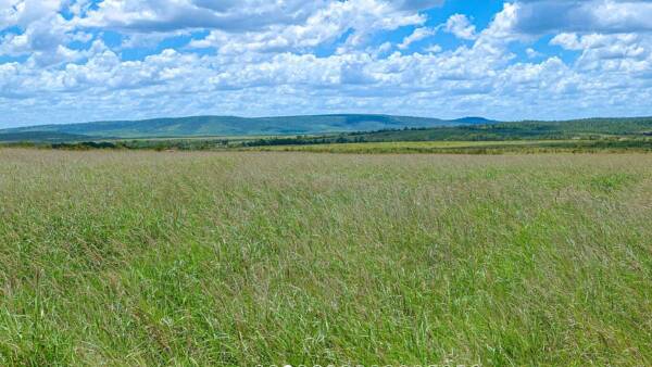 Grassed-up Alpha cattle property on edge of renowned Belyando River area