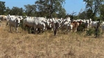 Moroak, Goondooloo aggregation offered with 16,000 quality Brahman cattle