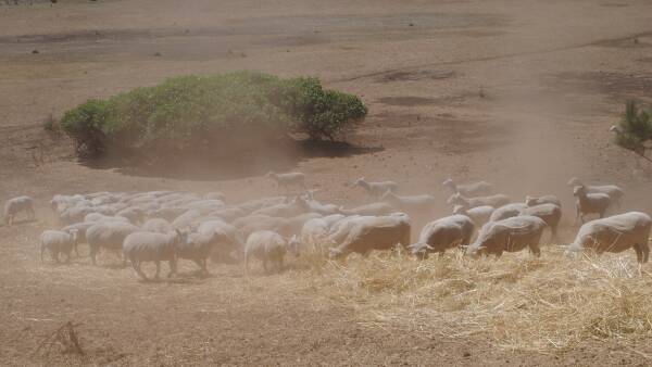 Dry takes toll on SA, Vic sheep producers: What it will take to recover