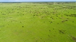 Outstanding 20,690 acre cattle property Cargara sold at strong auction