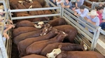 Cattle prices drifting down; most of that is supply-driven not tariff talk