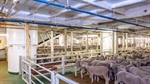 Election result downfall for live sheep as 'stupid policy' locked in