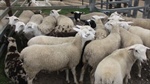How high can mutton prices rise: Key factors behind recent market surges