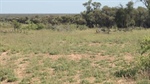 Western Queensland rolling term lease sells for $1.65 million at auction