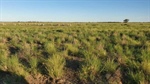 Well-grassed grazing opportunity running sheep, cattle and harvesting goats