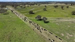 Queensland properties on market to grow Palgrove's commercial cattle herd