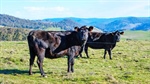 Water rich High Country grazing property at Corryong to go under the hammer