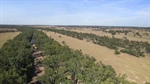 Exclusion-fenced Maranoa River grazing country on the market for $643/acre