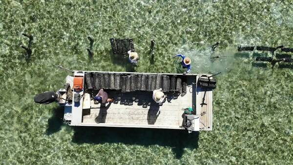 Kooringal presents as a large-scale oyster operation with massive potential