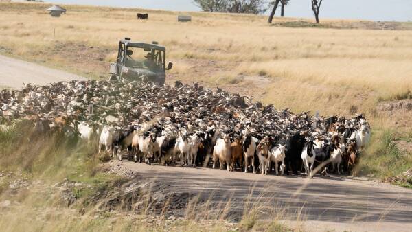 Aussie goatmeat production and exports boom as producers wait on price lift