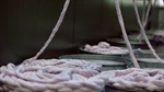 Yarn project spins a new value-added pathway for low value Merino locks