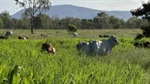 Negotiations continue on highly efficient coastal Qld cattle operation