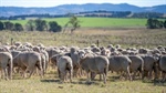 Waterloo Plains auction shifted to June 20 following good rain | Video