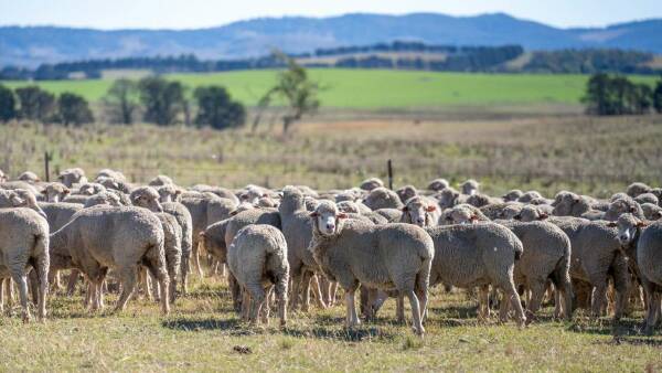 Waterloo Plains auction shifted to June 20 following good rain | Video