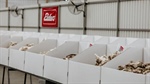 Wool quality takes a hit with drought, as yields and staple strength falter