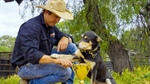 From paddock to podium: Australia's four-legged legends battle it out again