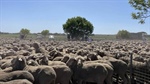 Trade and heavy lambs rise above $9 as yardings drop, peak period looms
